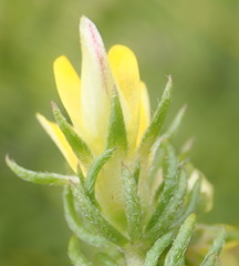 Aspalathus opaca opaca