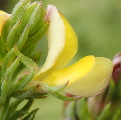 Aspalathus opaca opaca