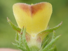 Aspalathus opaca opaca