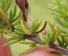 Aspalathus opaca opaca