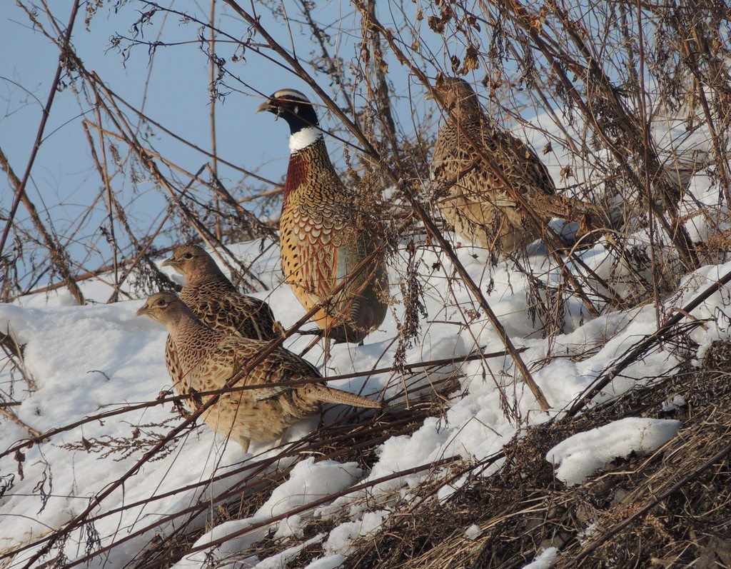 Manchurian ring-necked pheasant from Архаринский р-н, Амурская обл ...