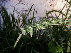 Galactites tomentosus