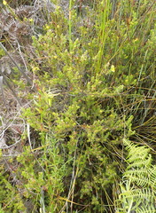 Aspalathus opaca opaca