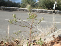 Atractylis cancellata