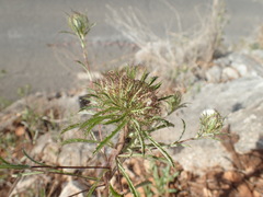 Atractylis cancellata