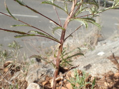 Atractylis cancellata