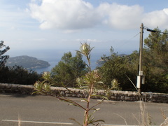 Atractylis cancellata