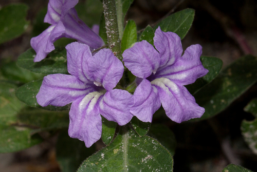 Ruellia patula image