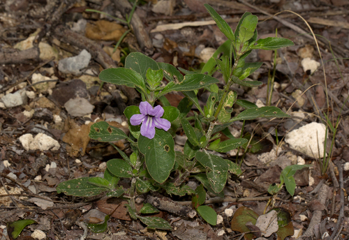 Ruellia patula image