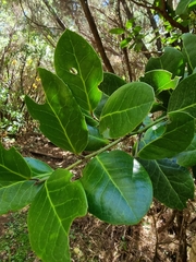 Ilex perado subsp. perado image