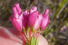 Lamprotis