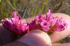 Lamprotis