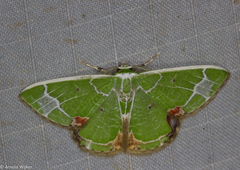 Comibaena albimarginata