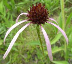 Echinacea simulata