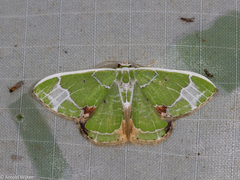 Comibaena albimarginata