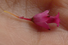 Lamprotis