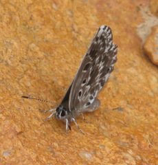 Lepidochrysops robertsoni