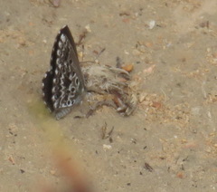 Lepidochrysops robertsoni