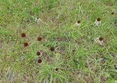 Echinacea simulata