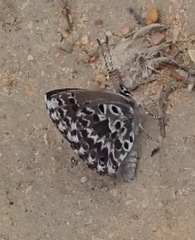 Lepidochrysops robertsoni