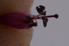 Lamprotis