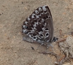 Lepidochrysops robertsoni