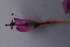 Lamprotis