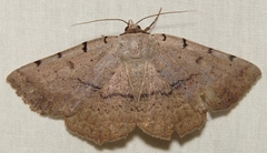 Spiloloma lunilinea