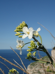 Brassica insularis