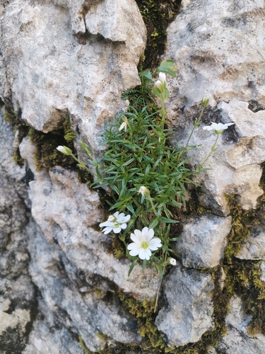Julian mouse-ear chickweed (Cerastium julicum)