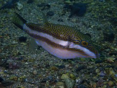 Canthigaster callisterna