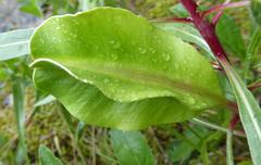Oenothera macrocarpa macrocarpa