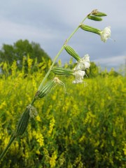 Silene dichotoma