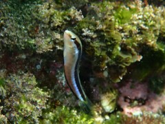 Aspidontus dussumieri