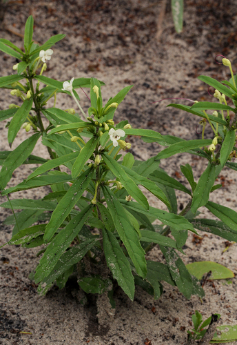 Clerodendrum ternatum image