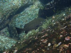 Girella elevata