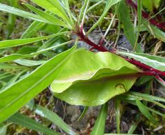 Oenothera macrocarpa macrocarpa