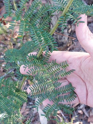 Acacia kulnurensis