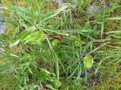Oenothera macrocarpa macrocarpa