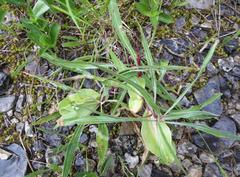 Oenothera macrocarpa macrocarpa