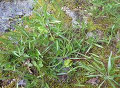 Oenothera macrocarpa macrocarpa