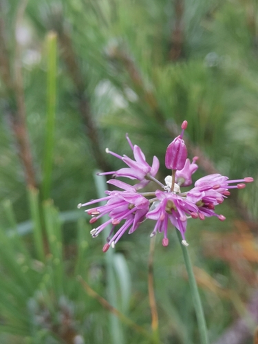 Image of Allium kermesinum by (c) Ljaž, some rights reserved (CC BY)
