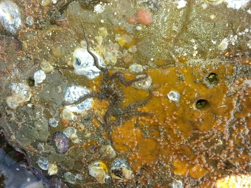 Amphilepidida