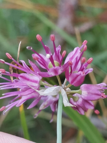 Allium kermesinum, photograph 3