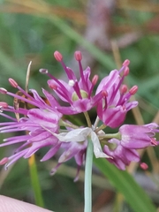 (c) Ljaž, some rights reserved (CC BY) Allium kermesinum, photograph (c) Ljaž, some rights reserved (CC BY)