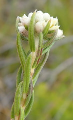 Phylica imberbis eriophoros