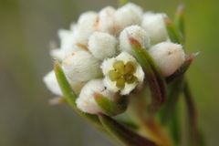 Phylica imberbis eriophoros