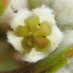 Phylica imberbis eriophoros