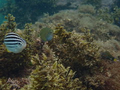 Prionurus maculatus