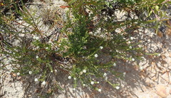 Phylica imberbis eriophoros